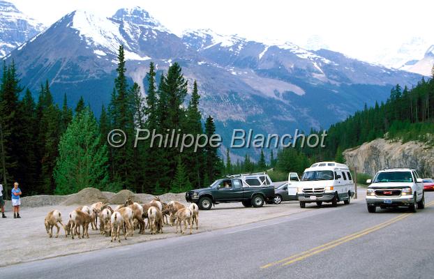 canada alberta 39.jpg - Mouflons canadiens sur les bords de routeBighorn SheepOvis canadensisRocheuses canadiennesAlbertaCanada